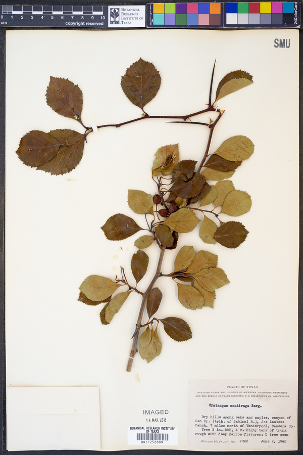 Crataegus montivaga image