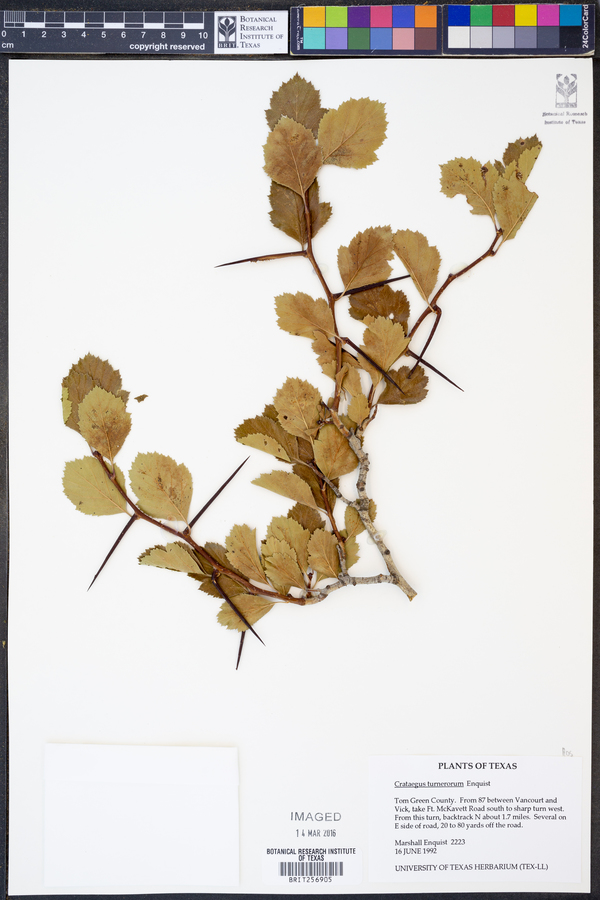 Crataegus turnerorum image