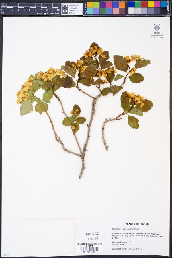 Crataegus turnerorum image