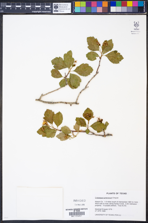 Crataegus turnerorum image