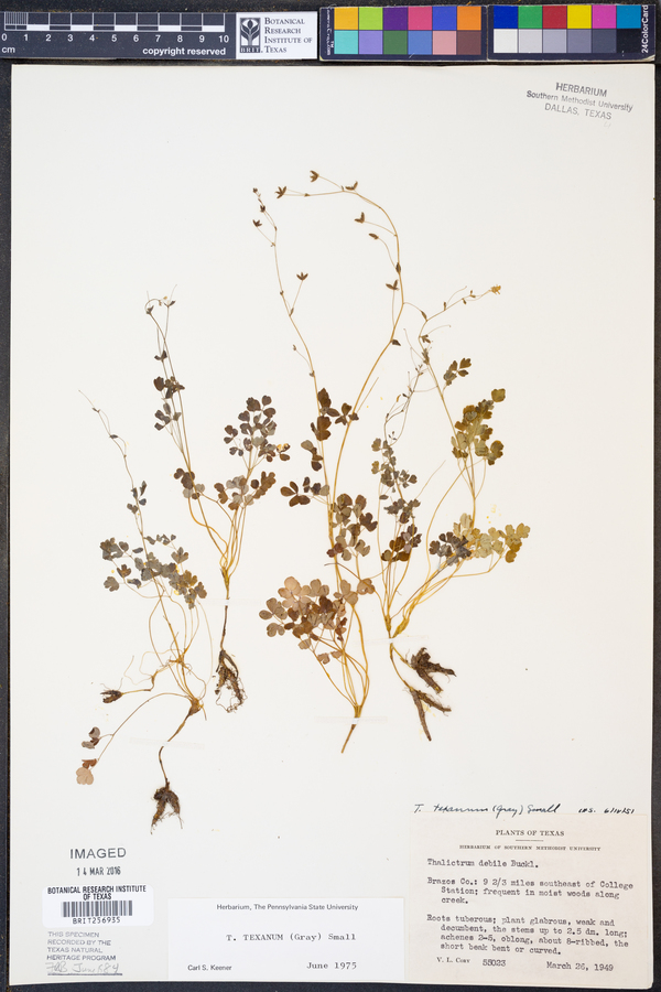 Thalictrum texanum image