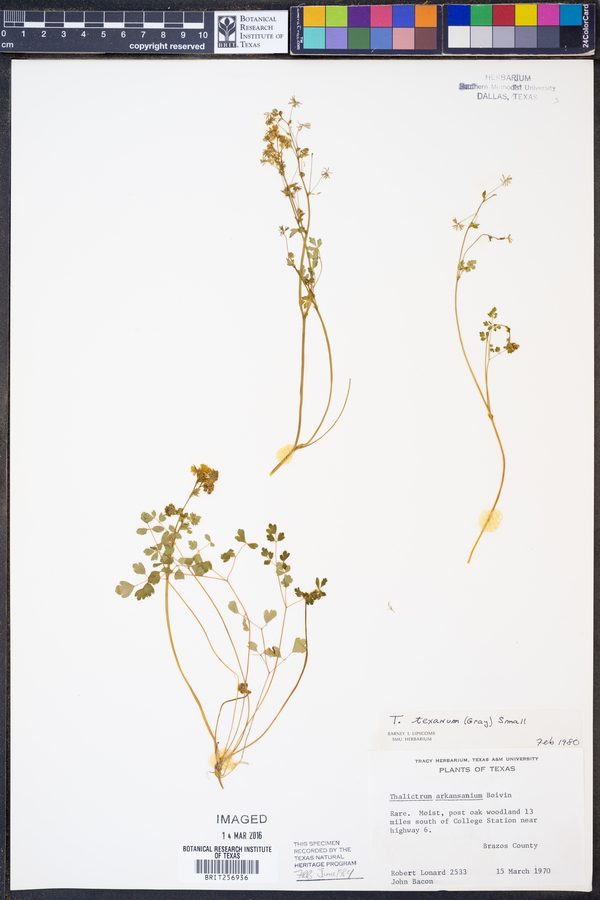 Thalictrum texanum image