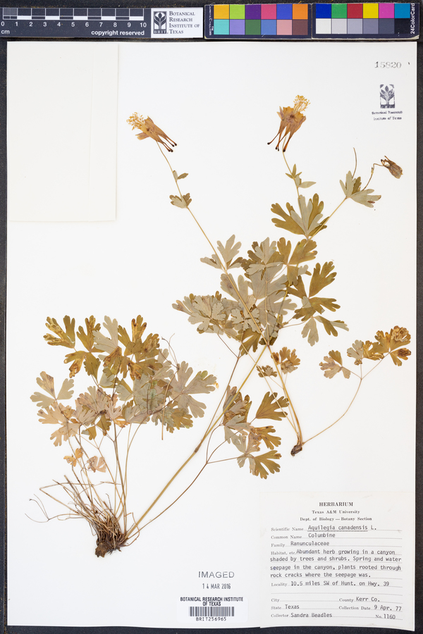 Aquilegia canadensis image