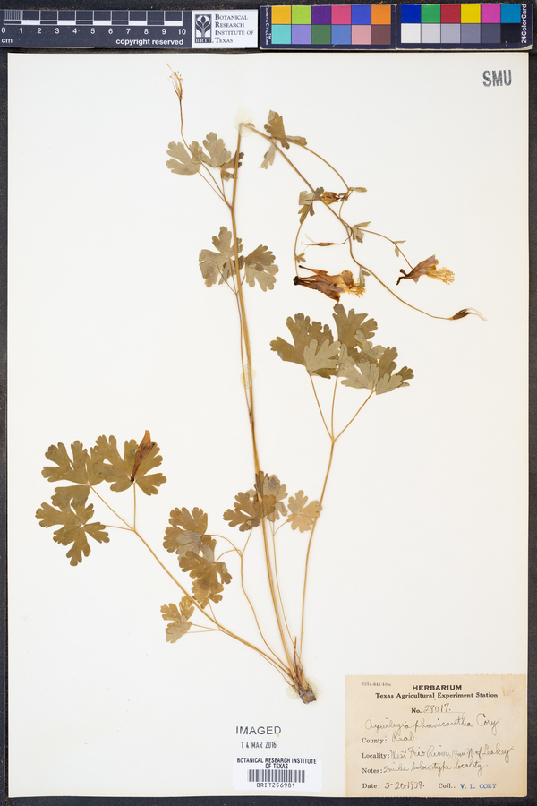 Aquilegia canadensis image