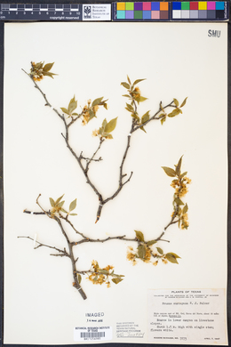 Prunus murrayana image