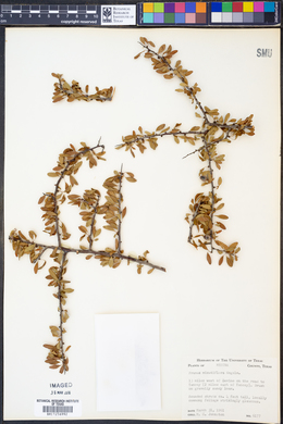 Image of Prunus minutiflora
