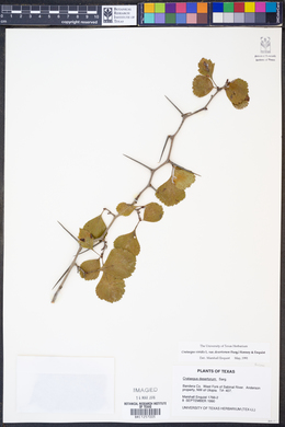 Crataegus viridis var. desertorum image