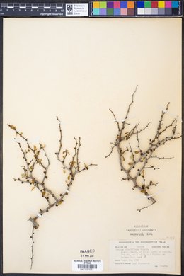 Prunus minutiflora image