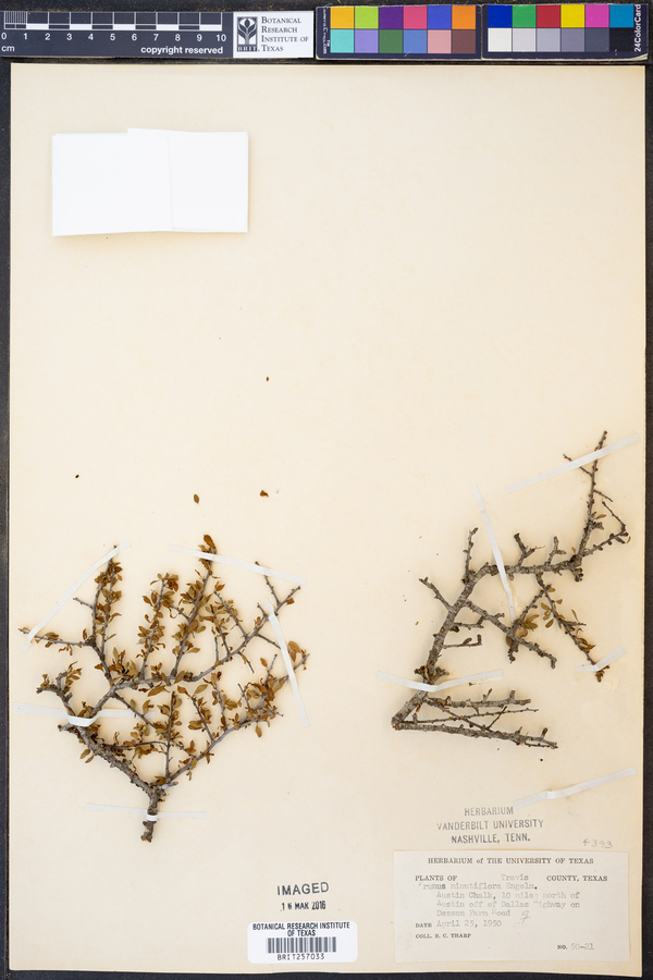 Prunus minutiflora image