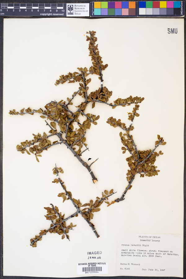 Prunus havardii image