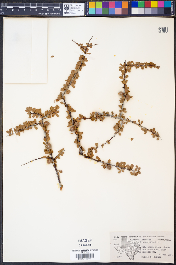 Prunus havardii image