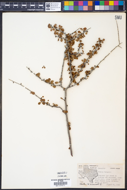 Image of Prunus havardii
