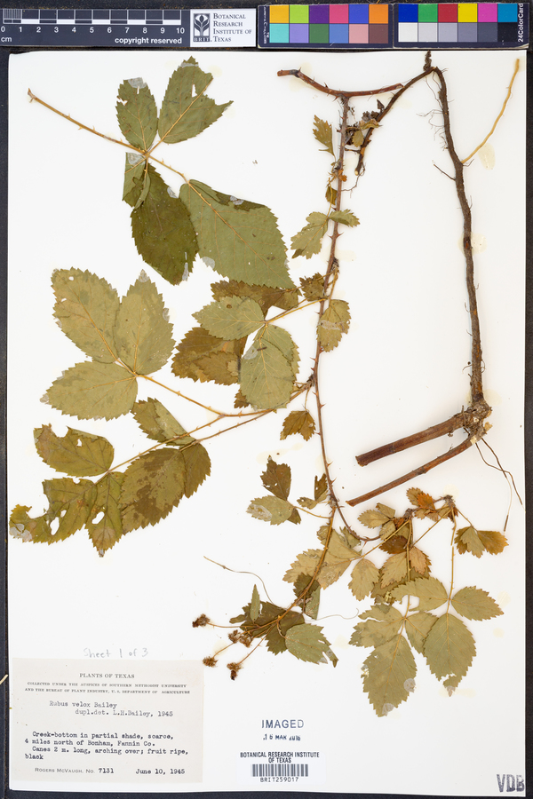 Rubus velox image