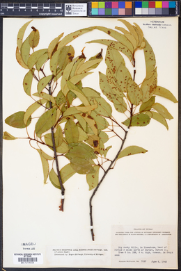 Prunus serotina subsp. eximia image