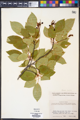 Prunus serotina subsp. eximia image