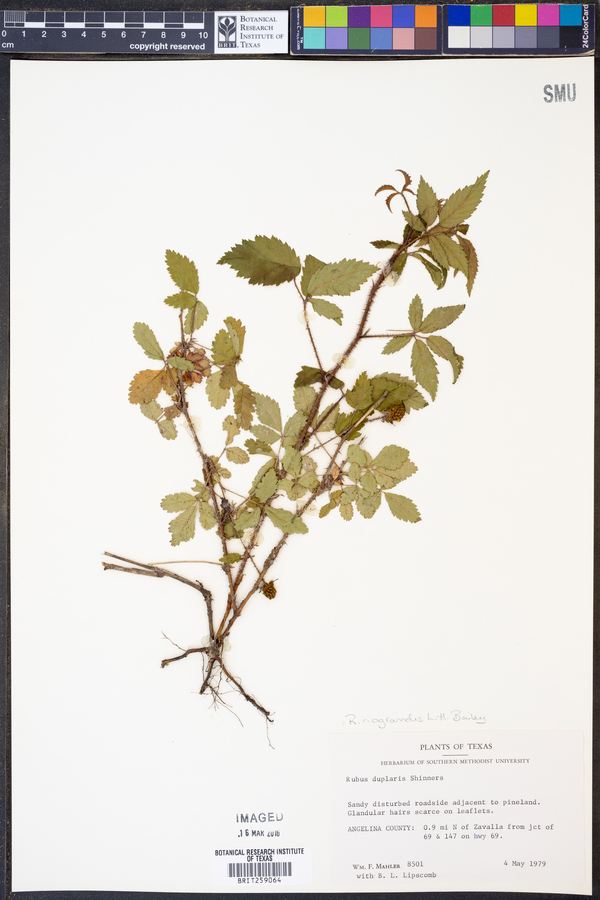 Rubus riograndis image