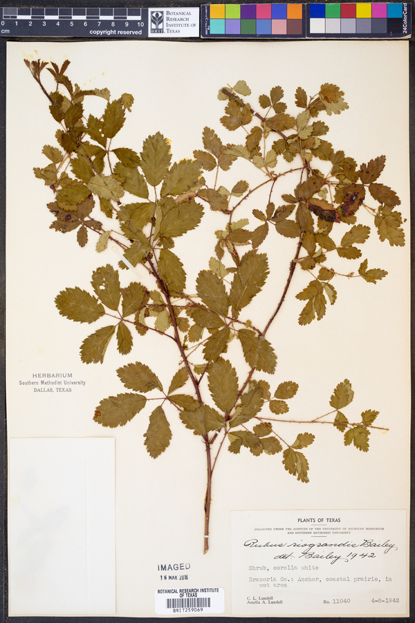 Rubus riograndis image