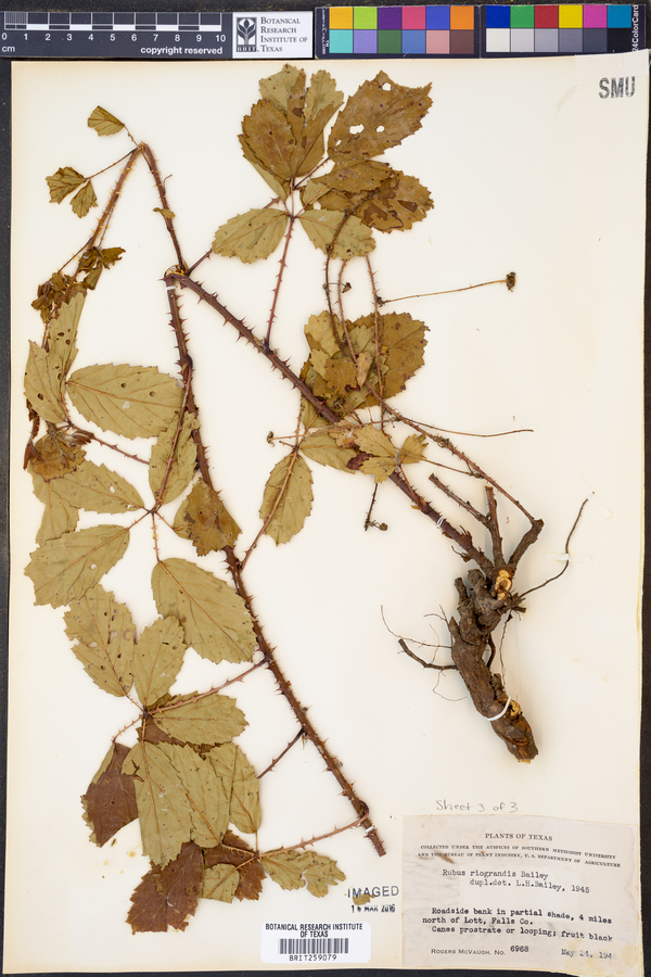 Rubus riograndis image