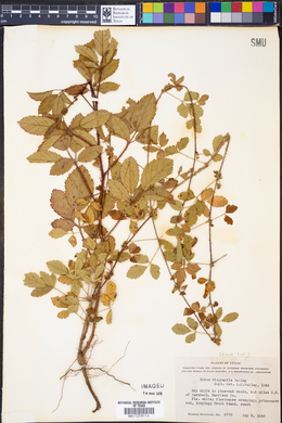 Rubus riograndis image