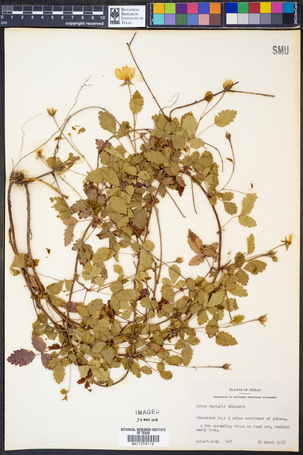 Rubus duplaris image