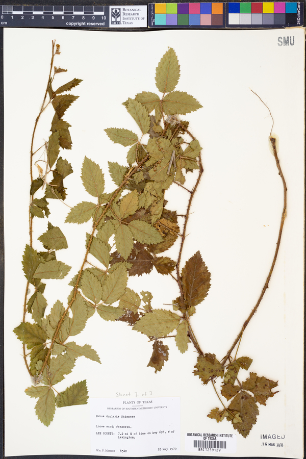 Rubus duplaris image