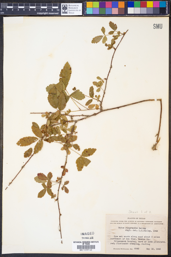 Rubus riograndis image