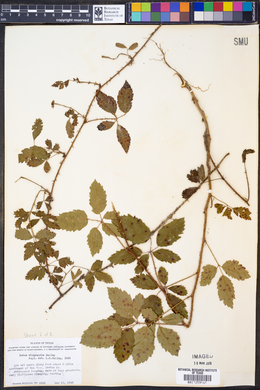 Rubus riograndis image