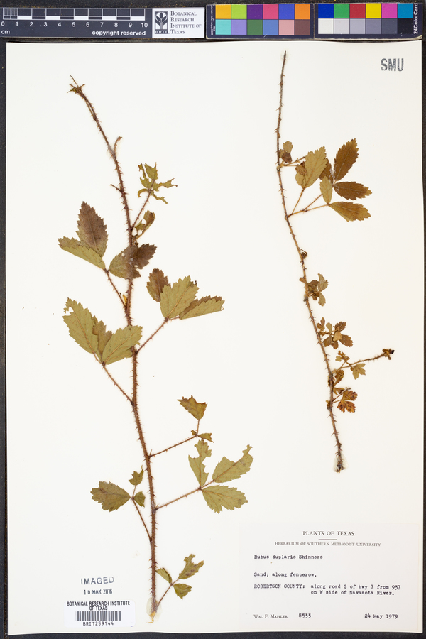 Rubus duplaris image