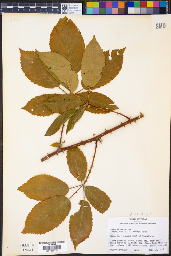 Rubus velox image