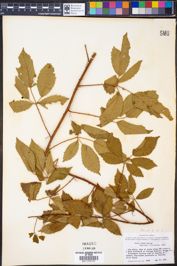 Rubus velox image
