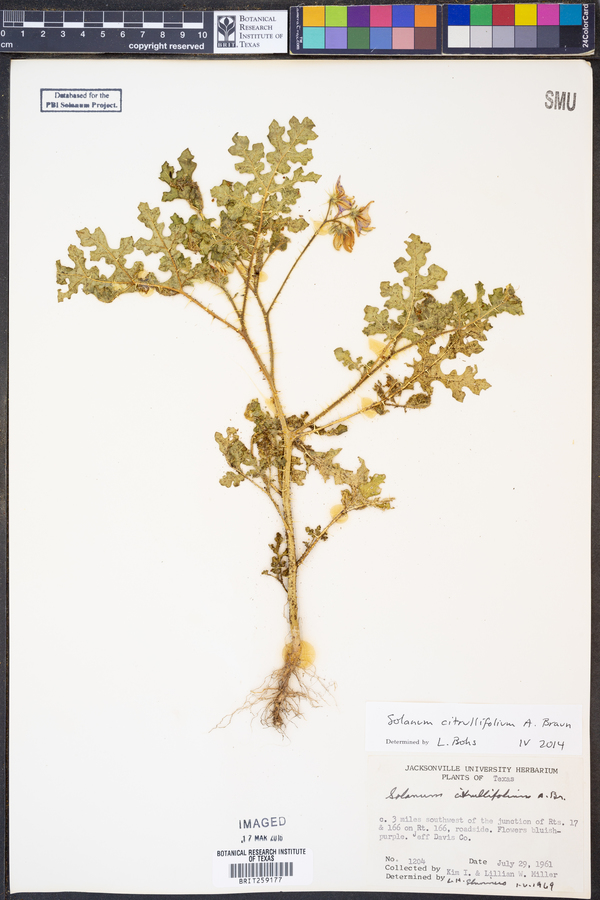 Solanum citrullifolium image