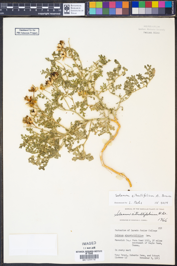 Solanum citrullifolium image
