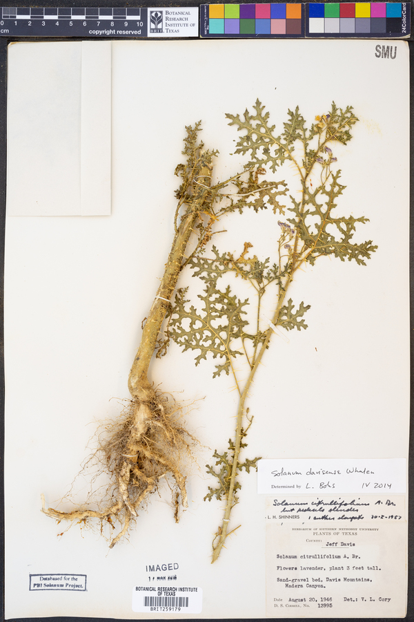 Solanum davisense image