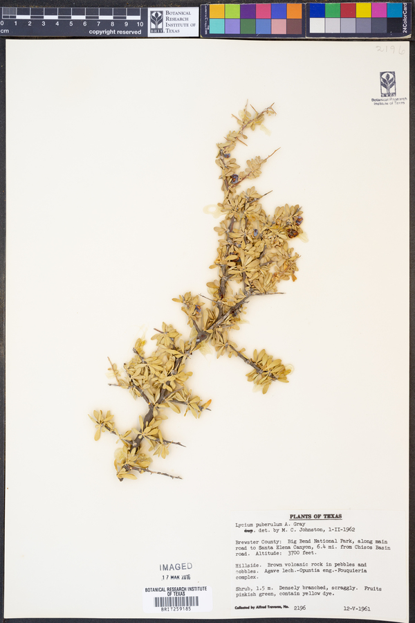 Lycium puberulum image