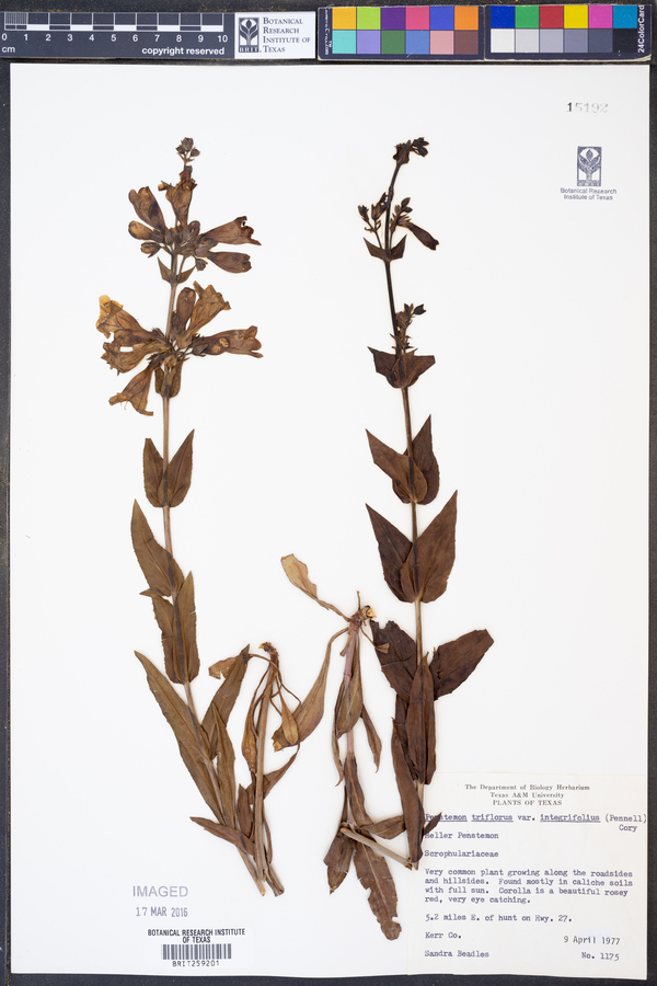 Penstemon triflorus var. integrifolius image