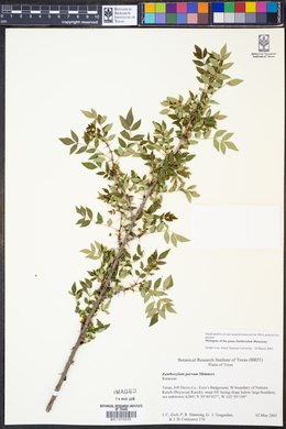 Zanthoxylum parvum image