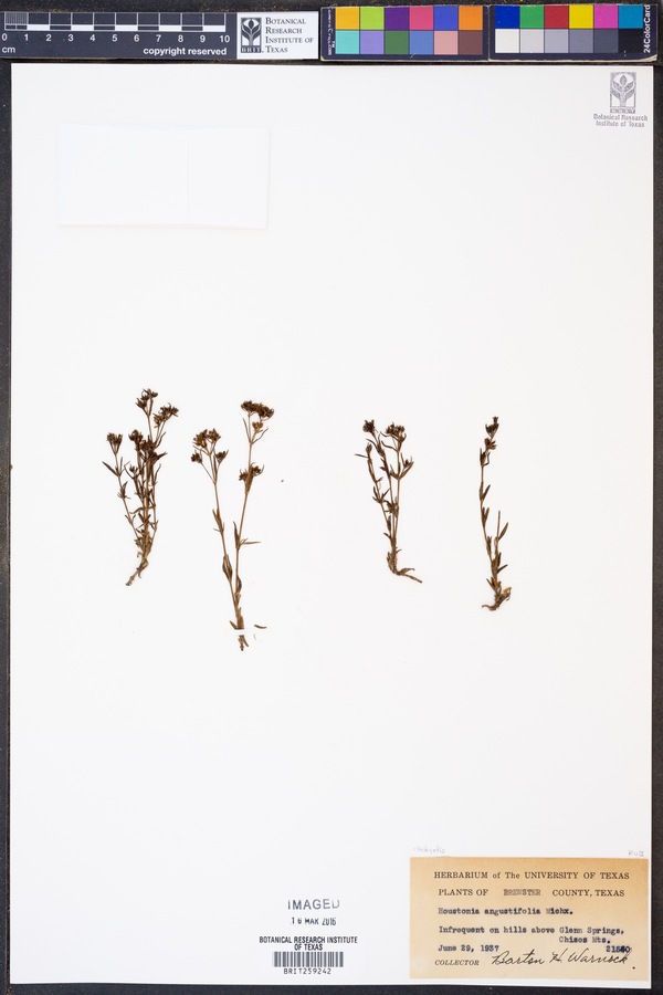Oldenlandia tenelliflora image