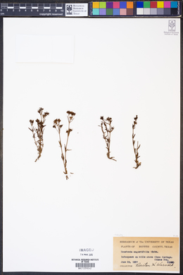 Oldenlandia tenelliflora image