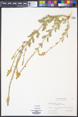 Verbena cloverae var. lilacina image