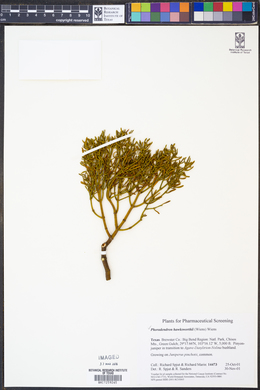 Phoradendron hawksworthii image