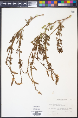 Verbena cloverae var. lilacina image