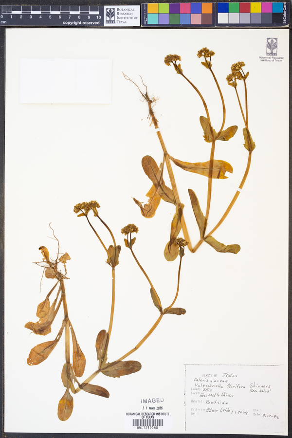 Valerianella florifera image