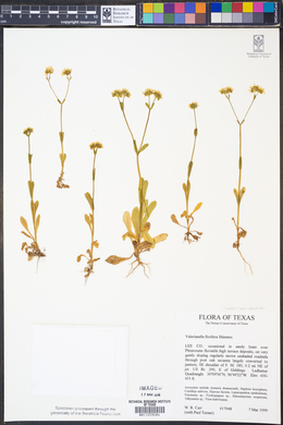 Valerianella florifera image