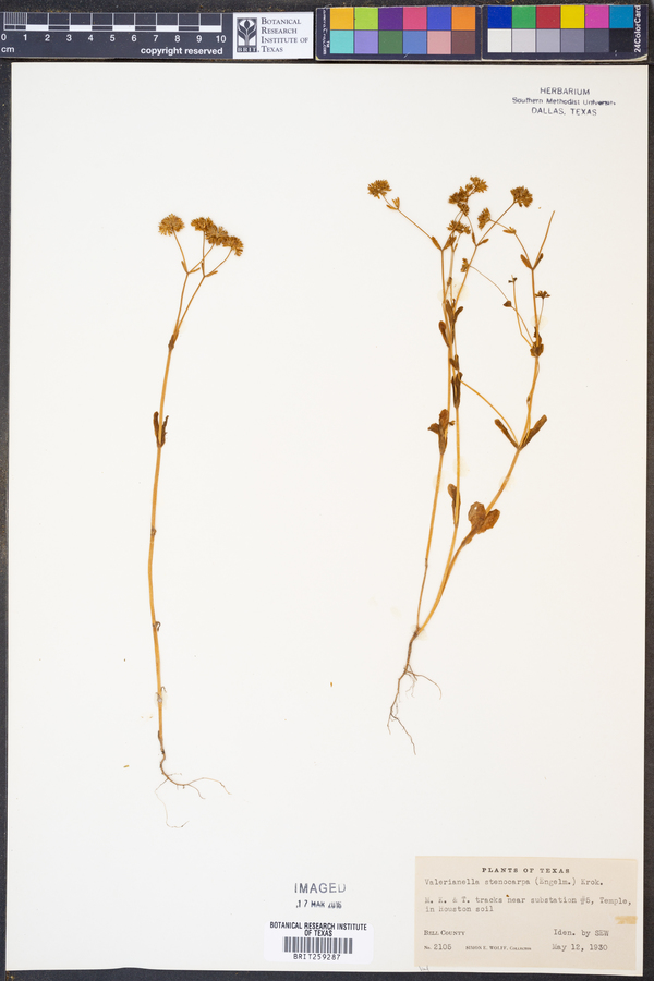 Valerianella stenocarpa image