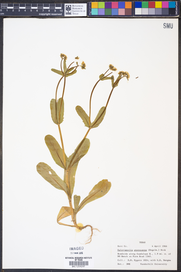 Valerianella stenocarpa image