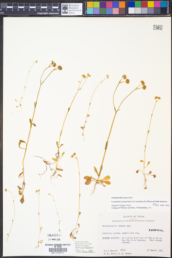 Valerianella texana image