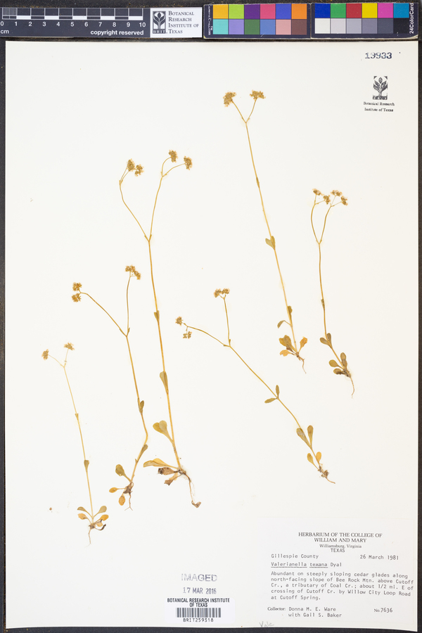 Valerianella texana image