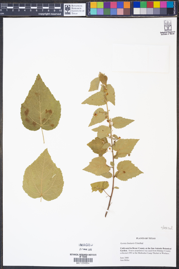 Ayenia limitaris image