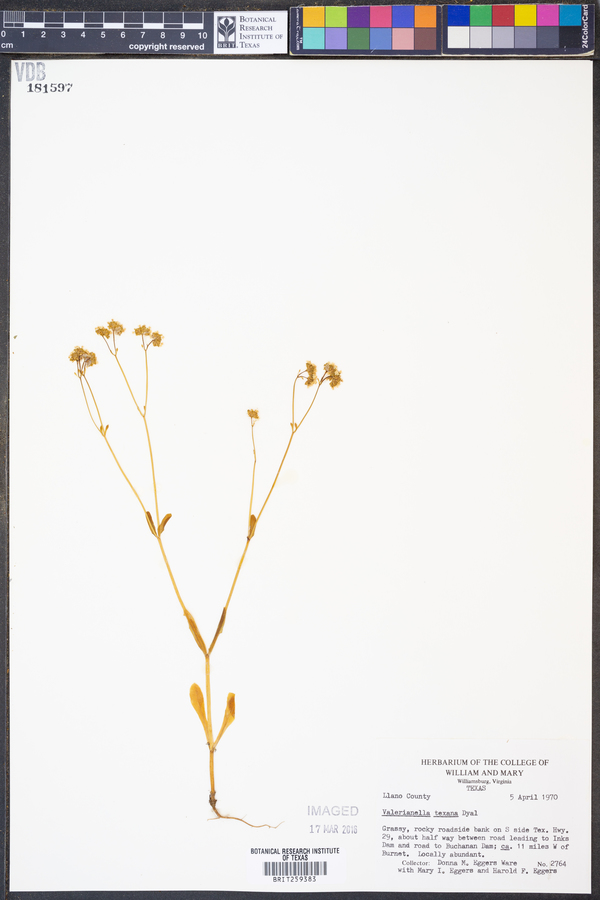 Valerianella texana image