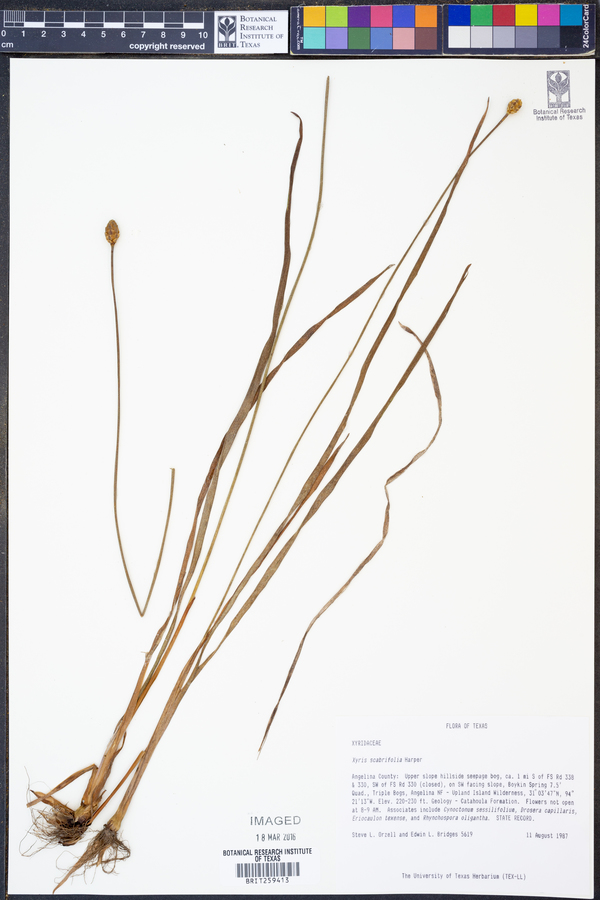 Xyris scabrifolia image